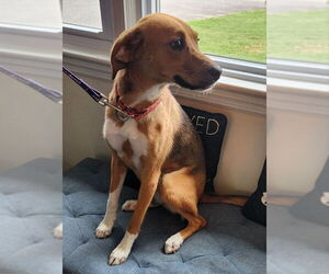 Mutt Dogs for adoption in Fairfax, VA, USA