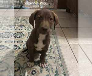 Great Dane-Labrador Retriever Mix Dogs for adoption in Brewster, NY, USA
