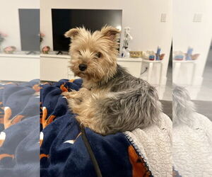 Mutt Dogs for adoption in Royal Palm Beach, FL, USA