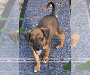 Mutt Dogs for adoption in Glen Haven, WI, USA