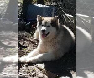 Alaskan Malamute Dogs for adoption in Oakhurst, NJ, USA