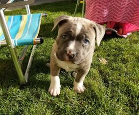 Medium Photo #4 American Pit Bull Terrier-Unknown Mix Puppy For Sale in San Francisco, CA, USA