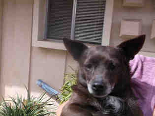 Chi-Corgi Dogs for adoption in Santa Maria, CA, USA