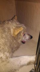 American Eskimo Dog Dogs for adoption in San Antonio, TX, USA