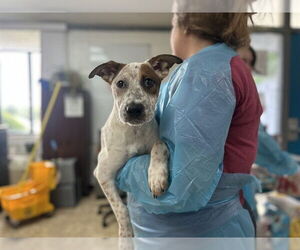 Mutt Dogs for adoption in Raleigh, NC, USA