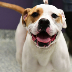 Bulloxer Dogs for adoption in Huntley, IL, USA