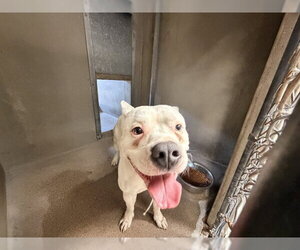 Mutt Dogs for adoption in San Bernardino, CA, USA
