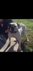 American Bulldog Dogs for adoption in Phelan, CA, USA