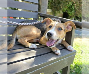 German Shepherd Dog-Unknown Mix Dogs for adoption in Long Beach, CA, USA