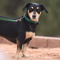 Dachshund Dogs for adoption in Kanab, UT, USA