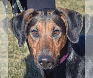 Black and Tan Coonhound-Doberman Pinscher Mix Dogs for adoption in Huntley, IL, USA