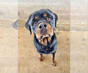 Rottweiler Dogs for adoption in New Orleans, LA, USA