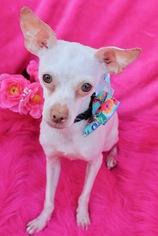 Chihuahua Dogs for adoption in Corona Del Mar, CA, USA