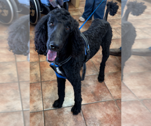 Australian Shepherd Dogs for adoption in Amarillo, TX, USA