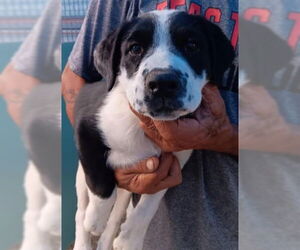 Borador Dogs for adoption in Grafton, WI, USA