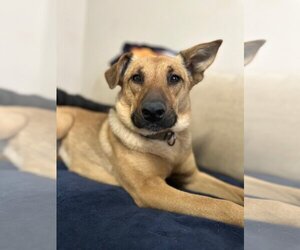 German Shepherd Dog-Unknown Mix Dogs for adoption in Los Angeles , CA, USA