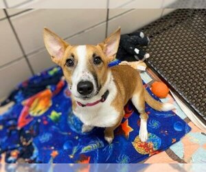 Cardigan Welsh Corgi-Unknown Mix Dogs for adoption in Fort Wayne, IN, USA