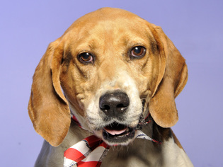 Treeing Walker Coonhound Dogs for adoption in Cookeville, TN, USA