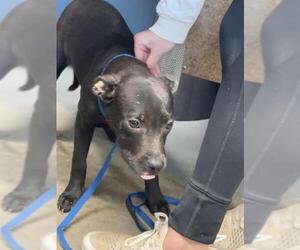 Labrador Retriever-Unknown Mix Dogs for adoption in Tallahassee, FL, USA