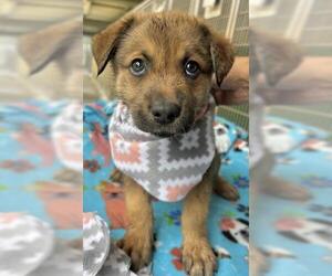 German Shepherd Dog-Unknown Mix Dogs for adoption in Visalia, CA, USA