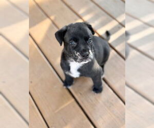 American Staffordshire Terrier-Unknown Mix Dogs for adoption in Raleigh, NC, USA