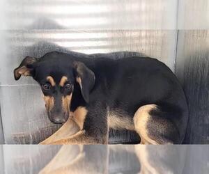 Doberman Pinscher-Unknown Mix Dogs for adoption in San Antonio, TX, USA