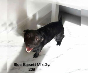 Basset Hound-Unknown Mix Dogs for adoption in Westwood, NJ, USA