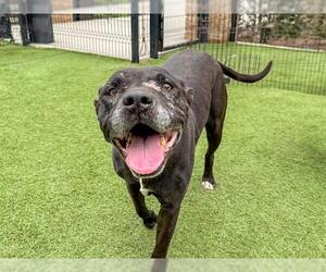 American Pit Bull Terrier-Unknown Mix Dogs for adoption in Orange, CA, USA