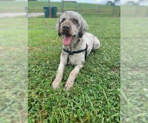 Aussiedoodle Dogs for adoption in Pacolet, SC, USA