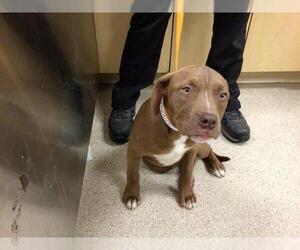 American Pit Bull Terrier-Unknown Mix Dogs for adoption in Riverside, CA, USA