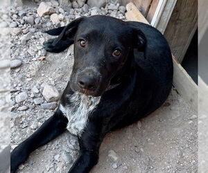Rottweiler-Unknown Mix Dogs for adoption in Williamsburg, NM, USA