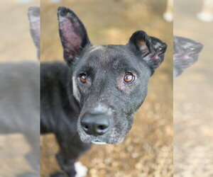 Mutt Dogs for adoption in Anniston, AL, USA