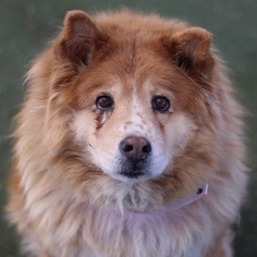 Chow Chow Dogs for adoption in Las Vegas, NV, USA