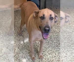 Labrador Retriever-Unknown Mix Dogs for adoption in Riverside, CA, USA