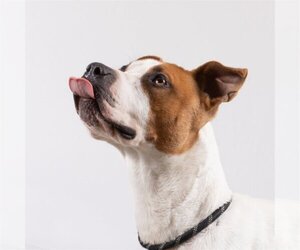 Mutt Dogs for adoption in Rowlett, TX, USA