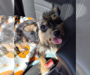 Mutt Dogs for adoption in St. Louis Park, MN, USA