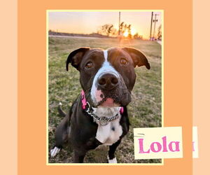 American Pit Bull Terrier Dogs for adoption in Williamsburg, IA, USA