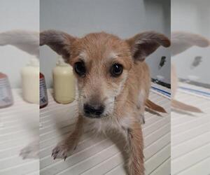 Chihuahua Dogs for adoption in Bakersfield, CA, USA
