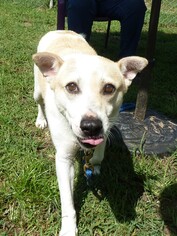 Labrador Retriever Dogs for adoption in Ashland, VA, USA