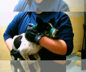 Medium Photo #1 Chihuahua-Unknown Mix Puppy For Sale in Tulsa, OK, USA