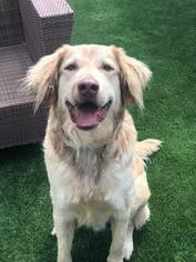 Chesapeake Bay Retriever-Golden Retriever Mix Dogs for adoption in Poquoson, VA, USA