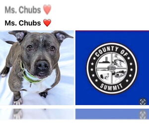 American Pit Bull Terrier-Unknown Mix Dogs for adoption in Akron, OH, USA