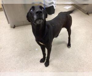 Labrador Retriever-Unknown Mix Dogs for adoption in Riverside, CA, USA