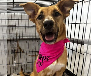 Australian Kelpie-Unknown Mix Dogs for adoption in HOUSTON, TX, USA