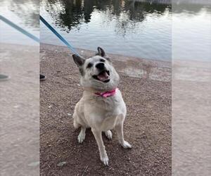 Anatolian Shepherd-Unknown Mix Dogs for adoption in Las Vegas, NV, USA