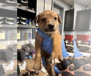 German Shepherd Dog-Unknown Mix Dogs for adoption in Tallahassee, FL, USA