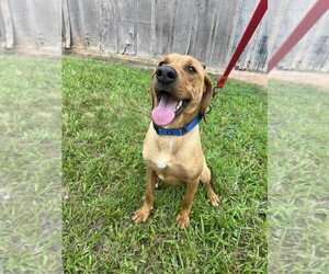 Mutt Dogs for adoption in Candler, NC, USA