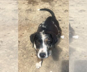 Australian Shepherd-Unknown Mix Dogs for adoption in Aurora, IN, USA