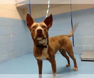 American Pit Bull Terrier-German Shepherd Dog Mix Dogs for adoption in Moreno Valley, CA, USA