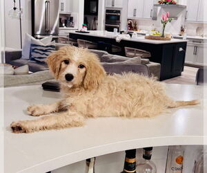 Bernese Mountain Dog-Unknown Mix Dogs for adoption in Valrico, FL, USA